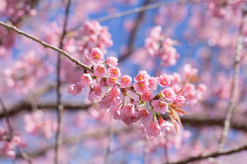 Beautiful pink cherry blossom (Sakura) flower at full bloom on b