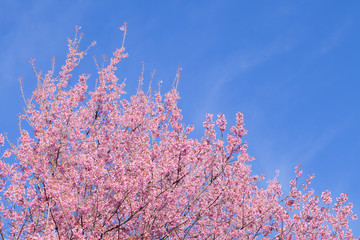 Beautiful pink cherry blossom (Sakura) flower at full bloom on b