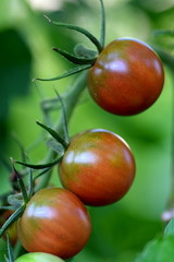 black tomato