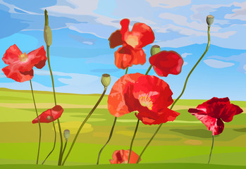Poppy red flowers on field background.