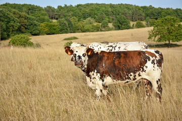 Fototapeta na wymiar vaches en pâture