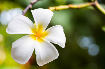 Plumeria on tree