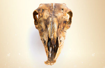 Rabbit skull