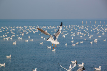 Action of Flying seagull 