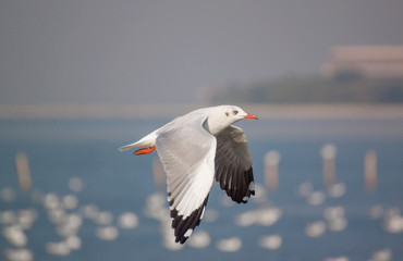 Action of Flying seagull 