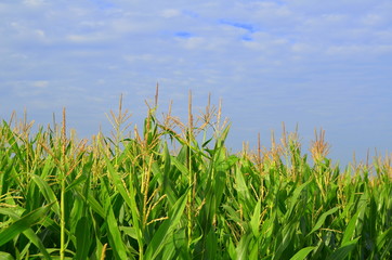 Maisfeld