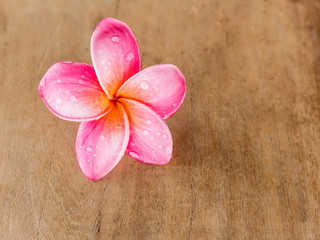 Fototapeta premium Pink Plumeria on wooden floor