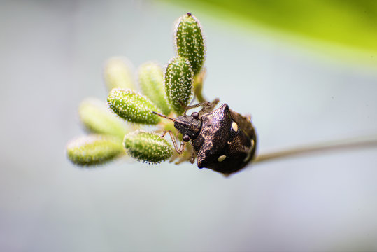 insect macro backgrounds