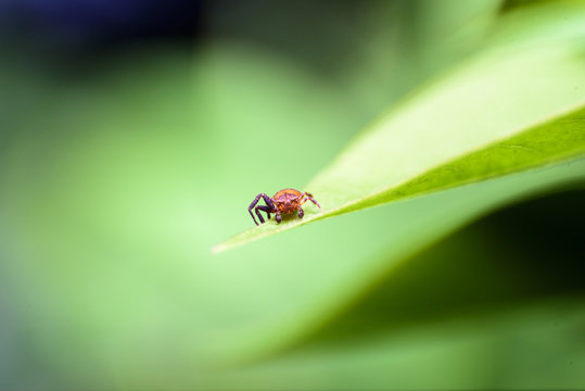 Spider macro backgrounds