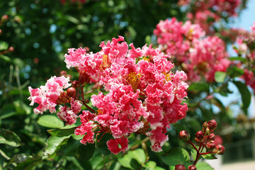 Obraz premium Crape myrtle