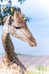 Close up shot of giraffe head