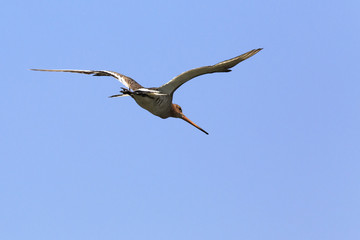 Asian dowitcher