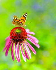 Colorful butterfly on flower purple coneflower (Echinacea)