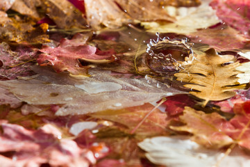 autumn leaves in water
