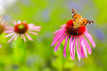 Colorful butterfly on flower purple coneflower (Echinacea)