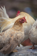 Chicken