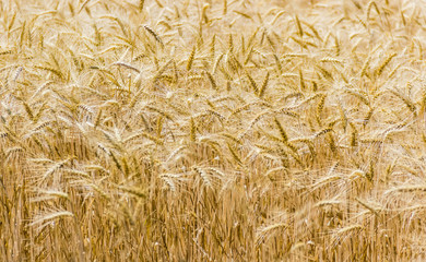 Ripe wheat closeup