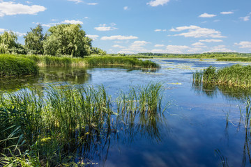 Fototapeta na wymiar Lake with reeds and water lilies