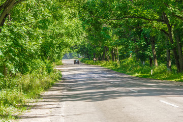 Road in the forest