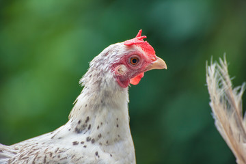 Chicken