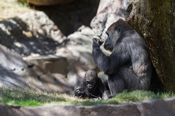 baby gorilla and mom