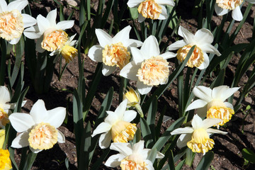 Daffodils / White flowers on the flowerbed in Moscow