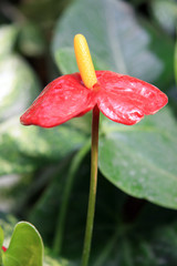 Anthurium andraeanum / Red exotic flower in a tropical forest 