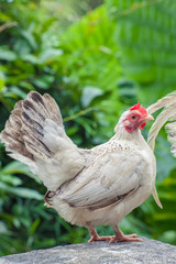 Chicken