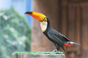 Bird Toucan (Ramphastos toco)