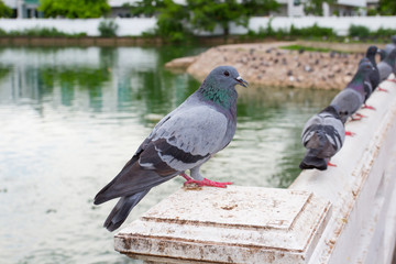 Pigeon close up in park.