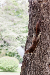 Squirrel on tree