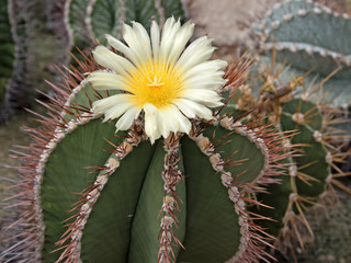 Kaktus - Astrophytum ornatum - obrazy, fototapety, plakaty