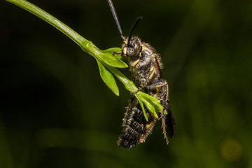 Insects