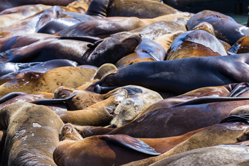 California Sea Lions