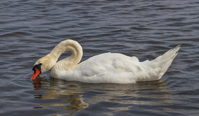 Swan on the water.