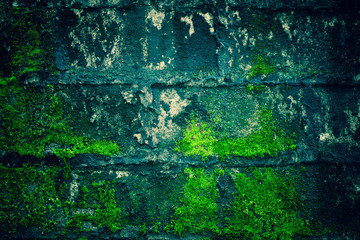 Mold on the walls, old walls