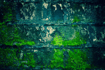 Fototapeta premium Mold on the walls, old walls