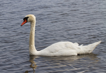 Swan on the water.