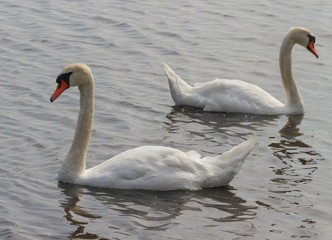 Fototapeta premium Swans on the water.