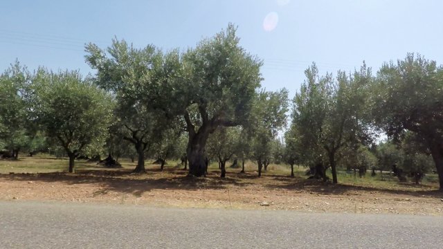 Olive Trees and Road, Real Time, 4k