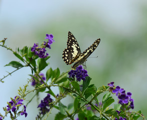 butterfly