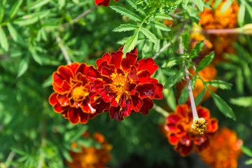 Tagetes