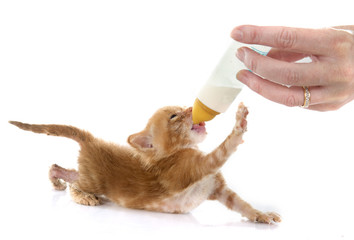 sucking ginger kitten
