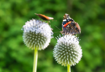 Vanessa atalanta on the flower