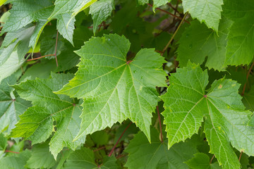 Grape leaves