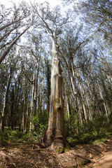 Fototapeta premium coastal madrone trees