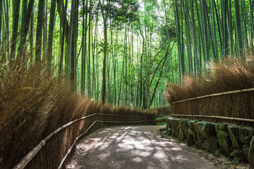 京都　嵯峨野　竹林