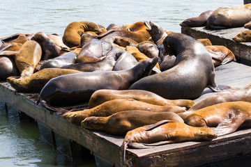 California Sea Lions