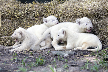 A Pride of White Lion Cubs