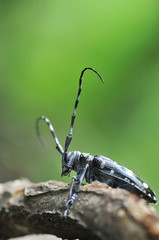 ゴマダラカミキリムシ